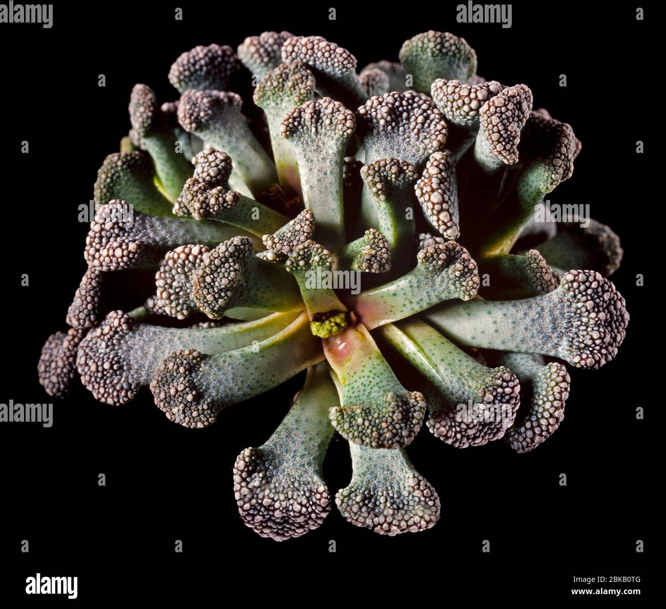 Titanopsis calcarea, eine mehrjährige Sukkulente, Blätter sind mit markanten Warzen-wie Tuberkeln bedeckt. Stockfoto
