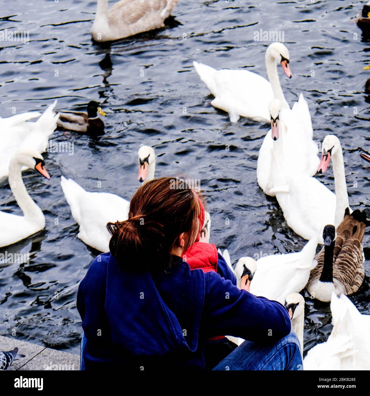 Anonyme Frau sitzt auf EINEM Flussufer umgeben von schönen weißen Schwäne auf der Suche nach Essen Stockfoto