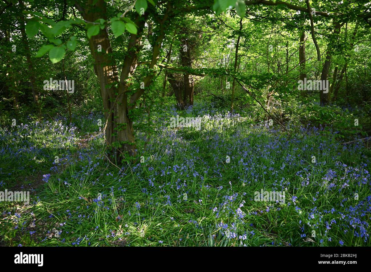Blauglockenholz. Foots Cray Meadows, Sidcup, Kent. GROSSBRITANNIEN Stockfoto