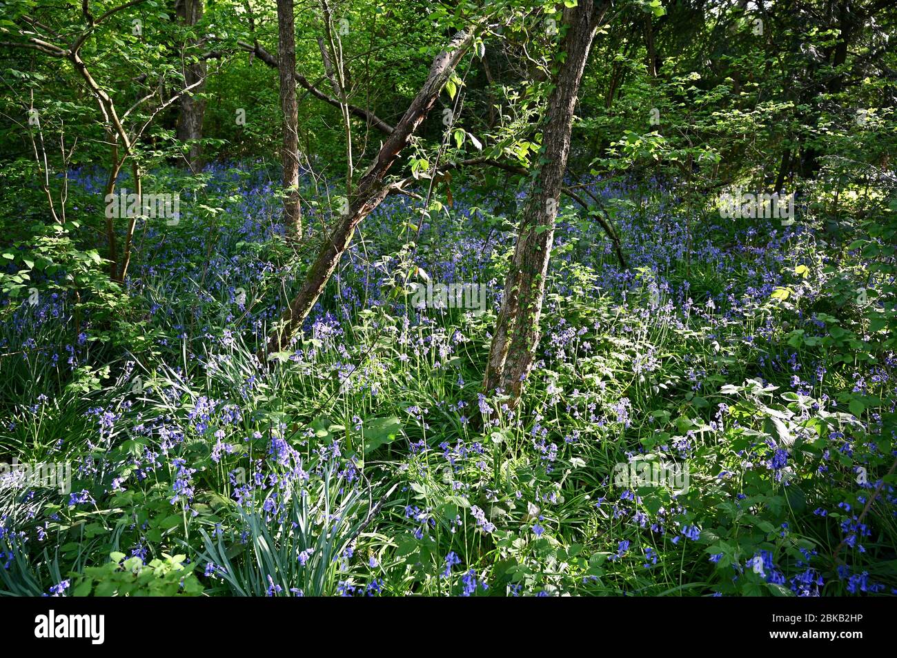 Blauglockenholz. Foots Cray Meadows, Sidcup, Kent. GROSSBRITANNIEN Stockfoto