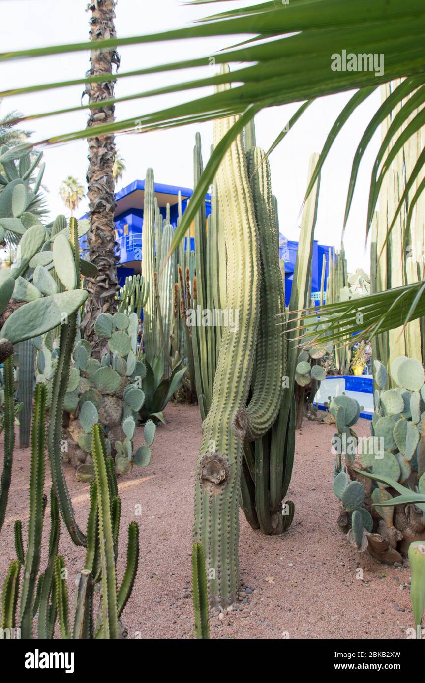 Jardin Majorelle, Marrakech, Marokko, Nordafrika Stockfoto