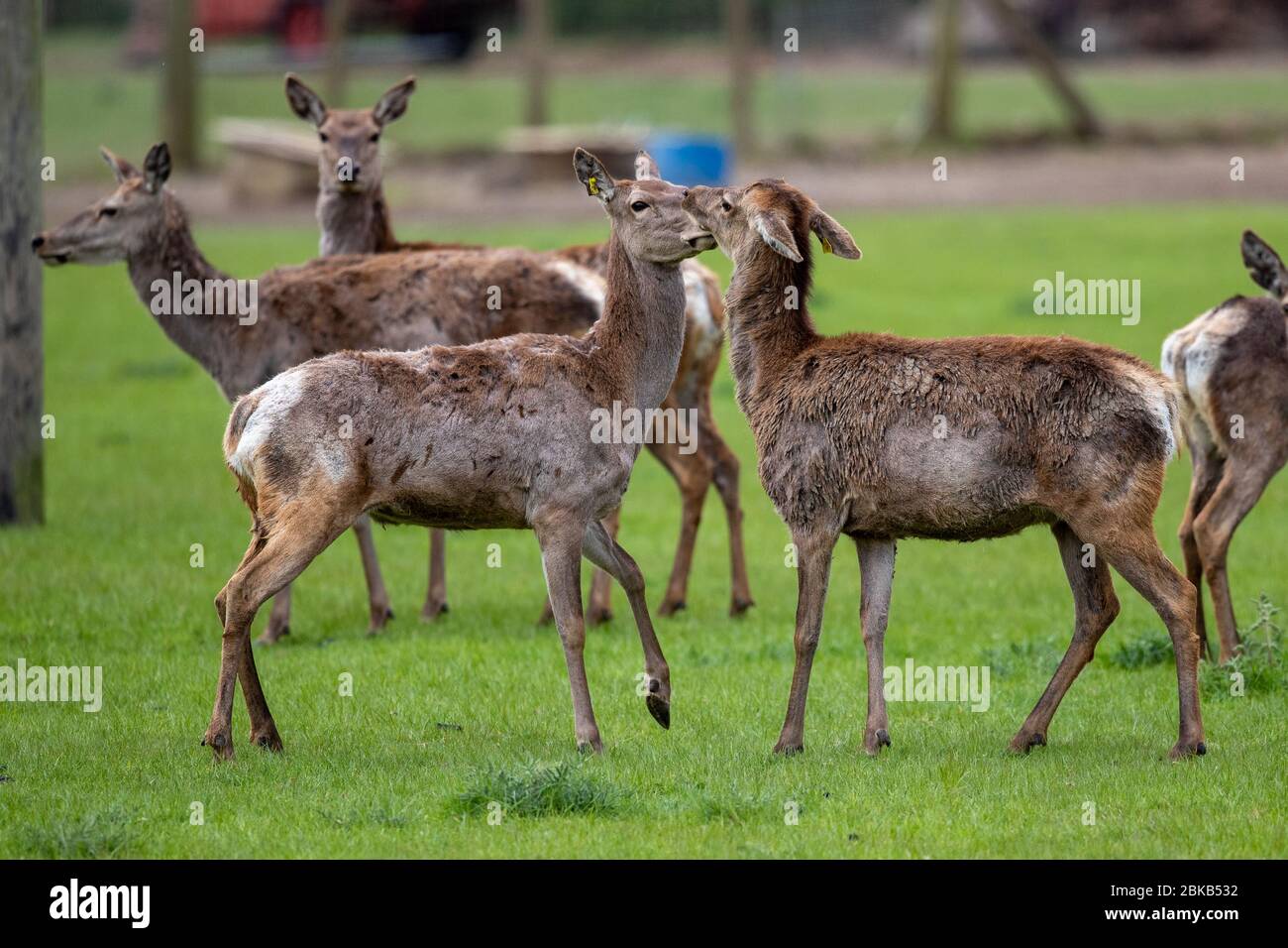 Eigenständiges Bild vom 27. April zeigt eine Herde Rothirsche im Cambridgeshire Fens bei Chatteris. Die Rehe sind im Prozess der Häutung und verlieren somit ihre roten Mäntel. Eine Herde Rothirsche wurde heute (Mo) im Cambridgeshire Fens gesehen, wie sie ihren jährlichen Häutungsprozess durchmachte. Die Hirsche sahen nicht ihr Bestes aus, da sie ihre dicken Wintermäntel abschrammten. Der Prozess findet jeden Frühling statt und dauert nur ein paar Wochen, wobei die Häutung an der Spitze ihres Körpers beginnt und nach unten fortschreitet. Die dicken Haare von Hals, Brust und Seiten fallen heraus und werden durch t ersetzt Stockfoto