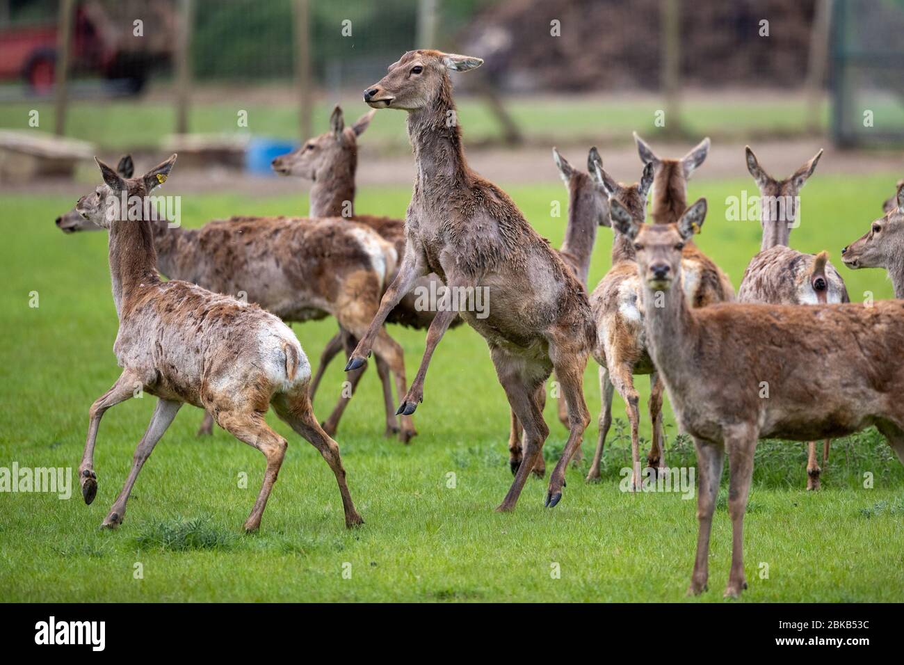 Eigenständiges Bild vom 27. April zeigt eine Herde Rothirsche im Cambridgeshire Fens bei Chatteris. Die Rehe sind im Prozess der Häutung und verlieren somit ihre roten Mäntel. Eine Herde Rothirsche wurde heute (Mo) im Cambridgeshire Fens gesehen, wie sie ihren jährlichen Häutungsprozess durchmachte. Die Hirsche sahen nicht ihr Bestes aus, da sie ihre dicken Wintermäntel abschrammten. Der Prozess findet jeden Frühling statt und dauert nur ein paar Wochen, wobei die Häutung an der Spitze ihres Körpers beginnt und nach unten fortschreitet. Die dicken Haare von Hals, Brust und Seiten fallen heraus und werden durch t ersetzt Stockfoto