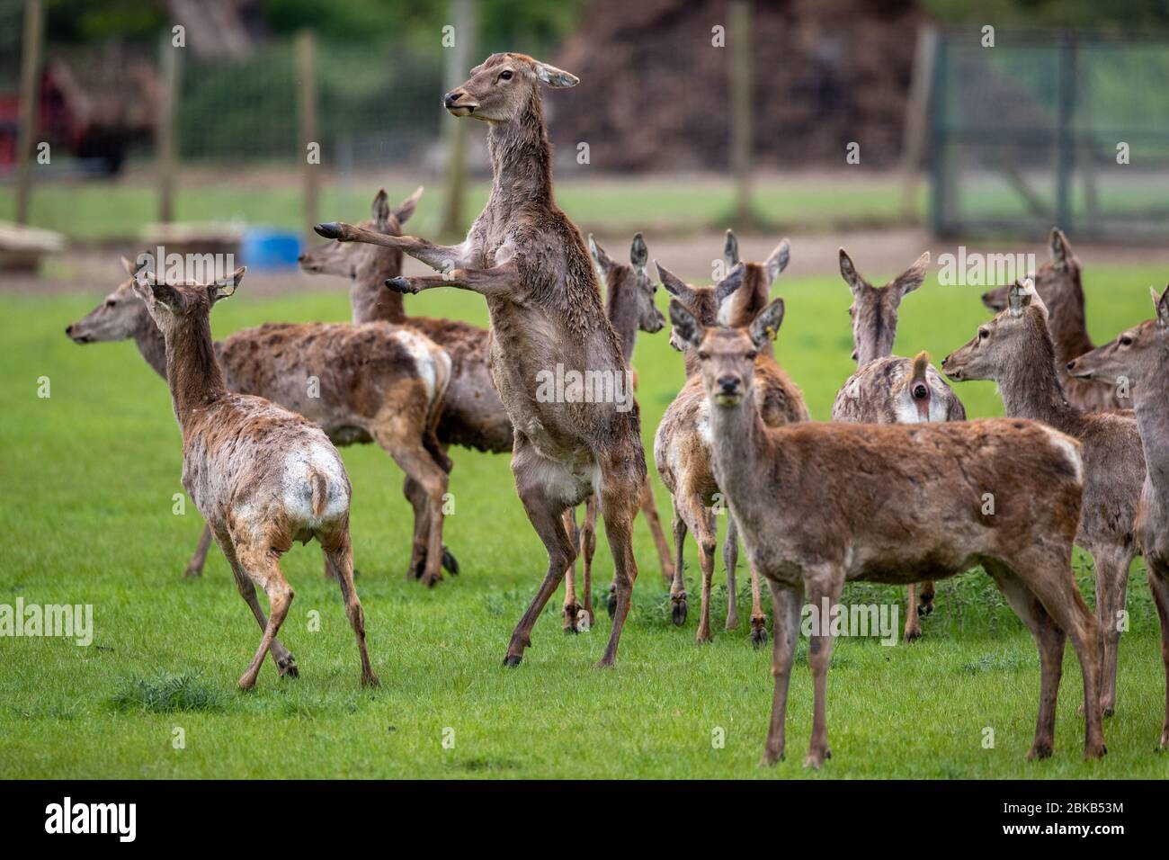 Eigenständiges Bild vom 27. April zeigt eine Herde Rothirsche im Cambridgeshire Fens bei Chatteris. Die Rehe sind im Prozess der Häutung und verlieren somit ihre roten Mäntel. Eine Herde Rothirsche wurde heute (Mo) im Cambridgeshire Fens gesehen, wie sie ihren jährlichen Häutungsprozess durchmachte. Die Hirsche sahen nicht ihr Bestes aus, da sie ihre dicken Wintermäntel abschrammten. Der Prozess findet jeden Frühling statt und dauert nur ein paar Wochen, wobei die Häutung an der Spitze ihres Körpers beginnt und nach unten fortschreitet. Die dicken Haare von Hals, Brust und Seiten fallen heraus und werden durch t ersetzt Stockfoto