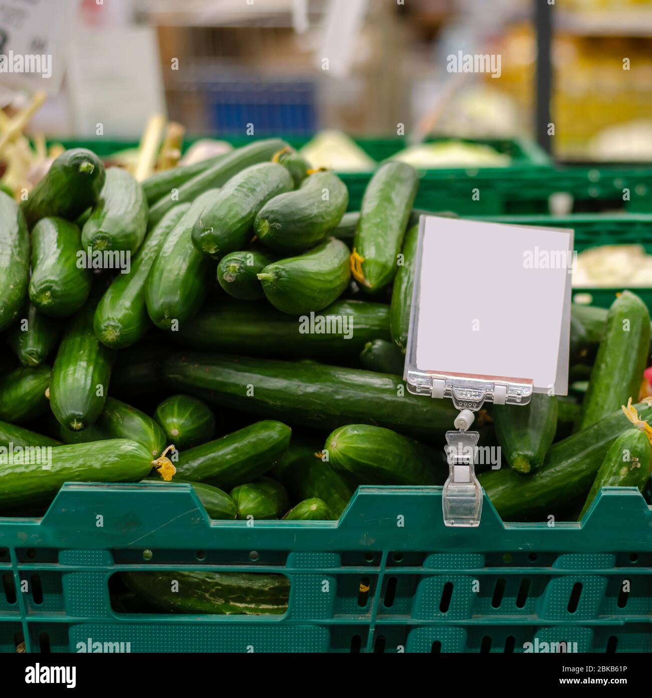 Frische Gurken auf einer Vitrine eines lokalen Marktes mit einem leeren Preisschild. Ein Haufen frisch geernteter aromatischer Gurken. Handel mit landwirtschaftlichen Produkten der Stockfoto