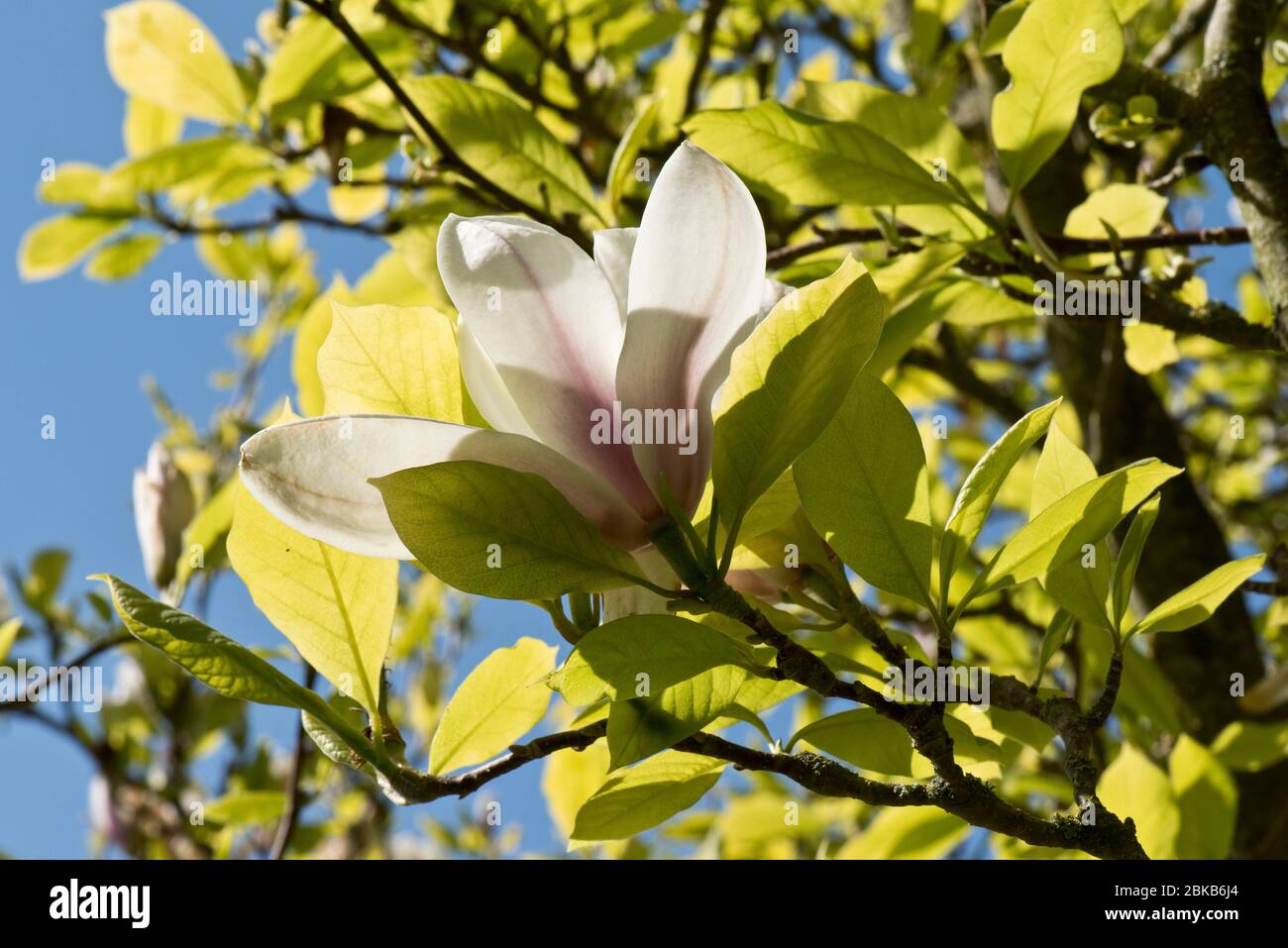 Untertasse oder chinesische Magnolie (Magnolia x soulangeana) Spätblüte mit sich entwickelnden Blättern am Baum, Berkshire, April Stockfoto