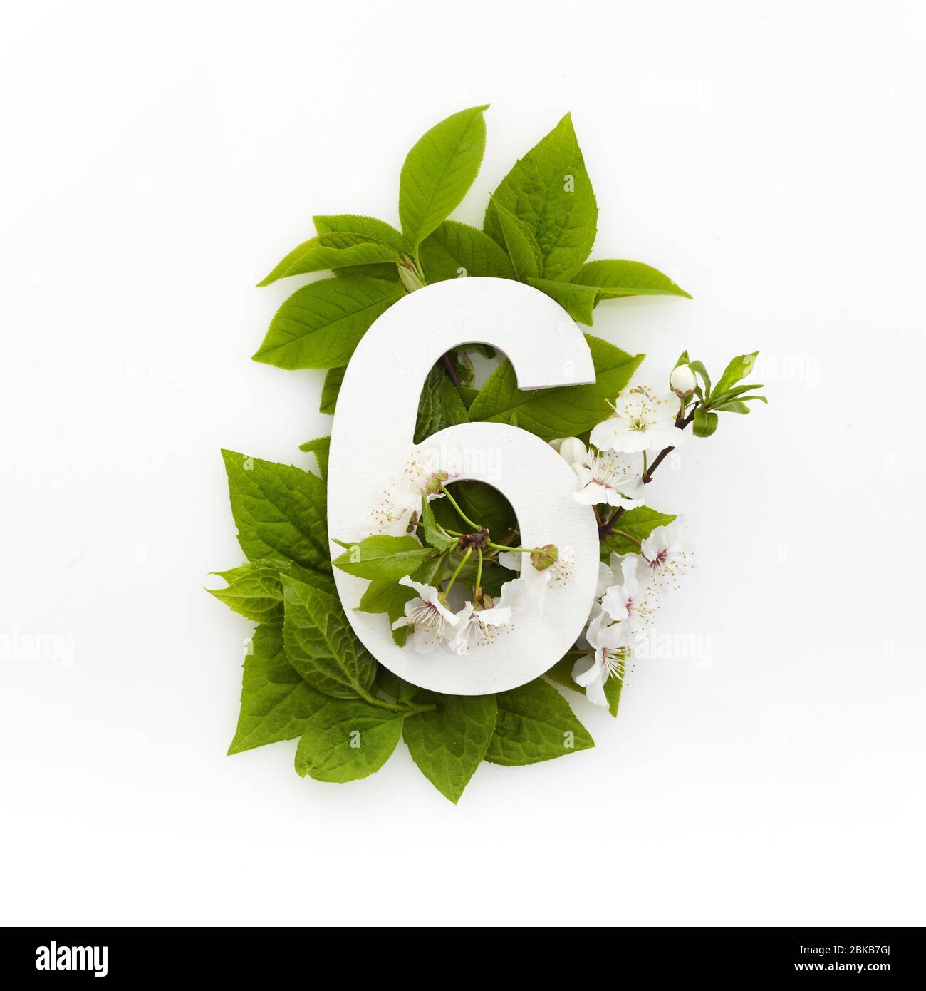 Nummer sechs mit grünen Blättern. Minimales Sommerkonzept. Flaches Lay. Stockfoto