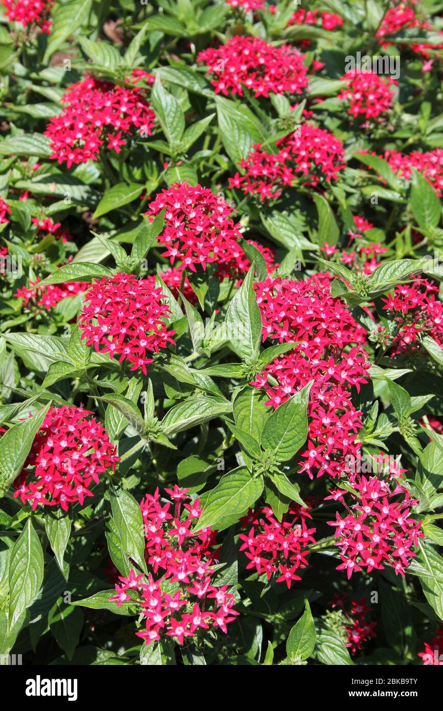 Blühende Grenze In Peradeniya Botanical Gardens, Kandy, Sri Lanka Stockfoto
