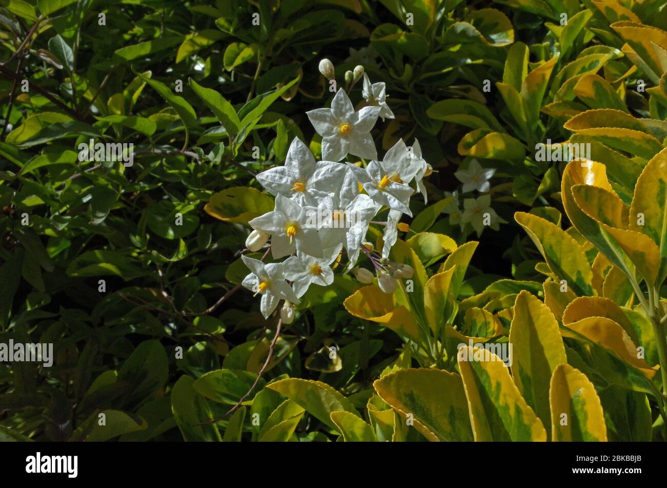 Kartoffelrebe (Solanum jasmoinoides) aus nächster Nähe Stockfoto