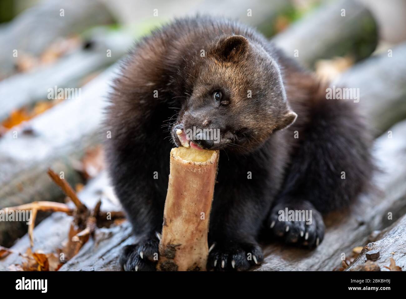 Wolverine im Wald Stockfoto