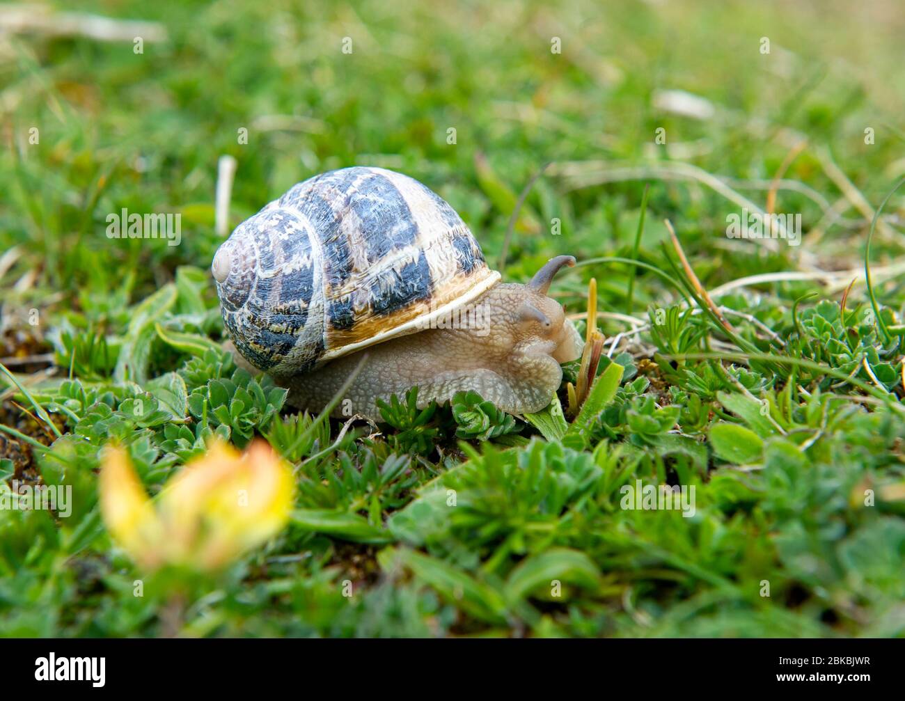 Nahaufnahme einer Schnecke auf Gras, Eriskay, Äußere Hebriden, Schottland Stockfoto