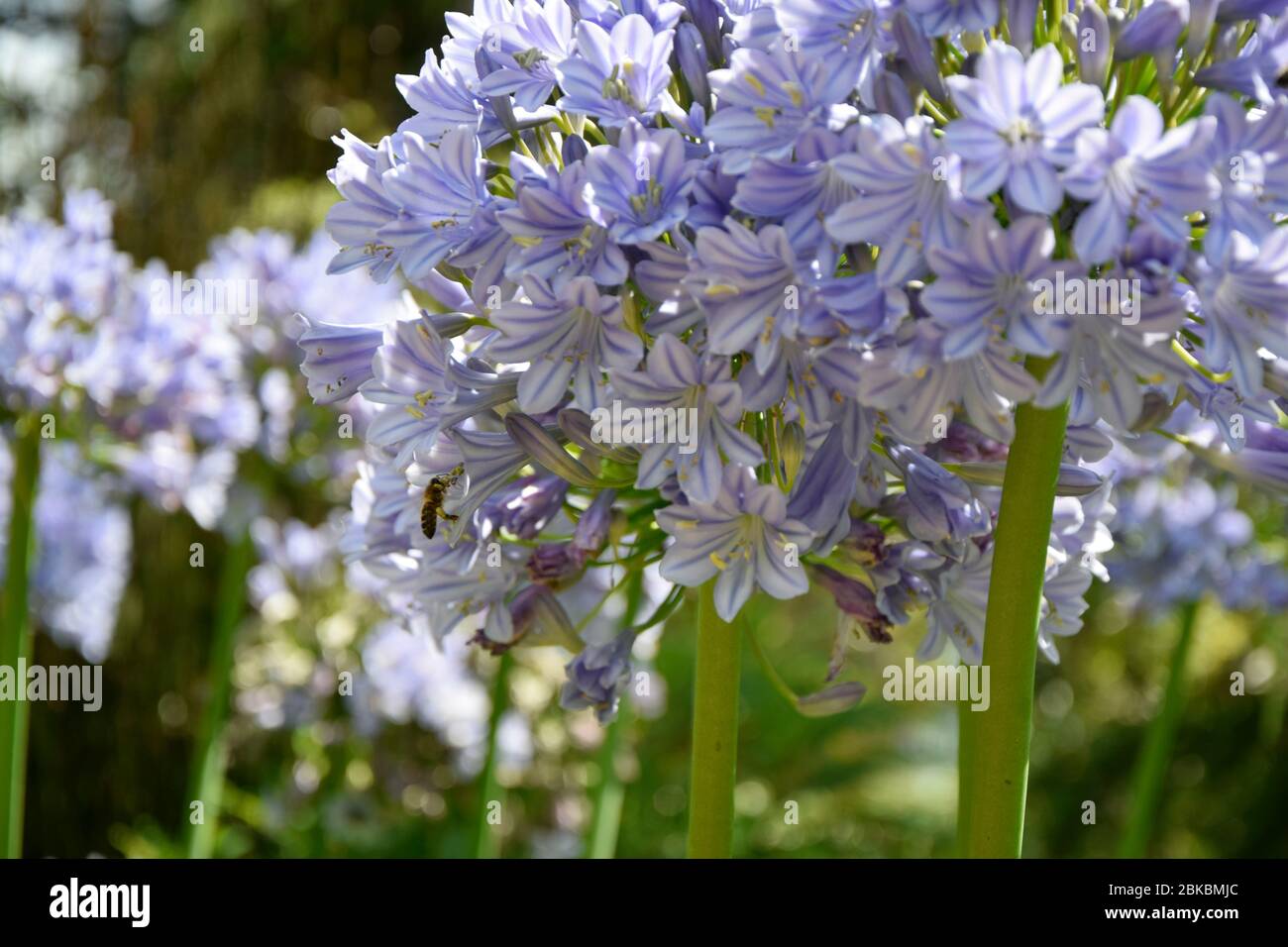 Wespen füttern auf Agapanthus Stockfoto