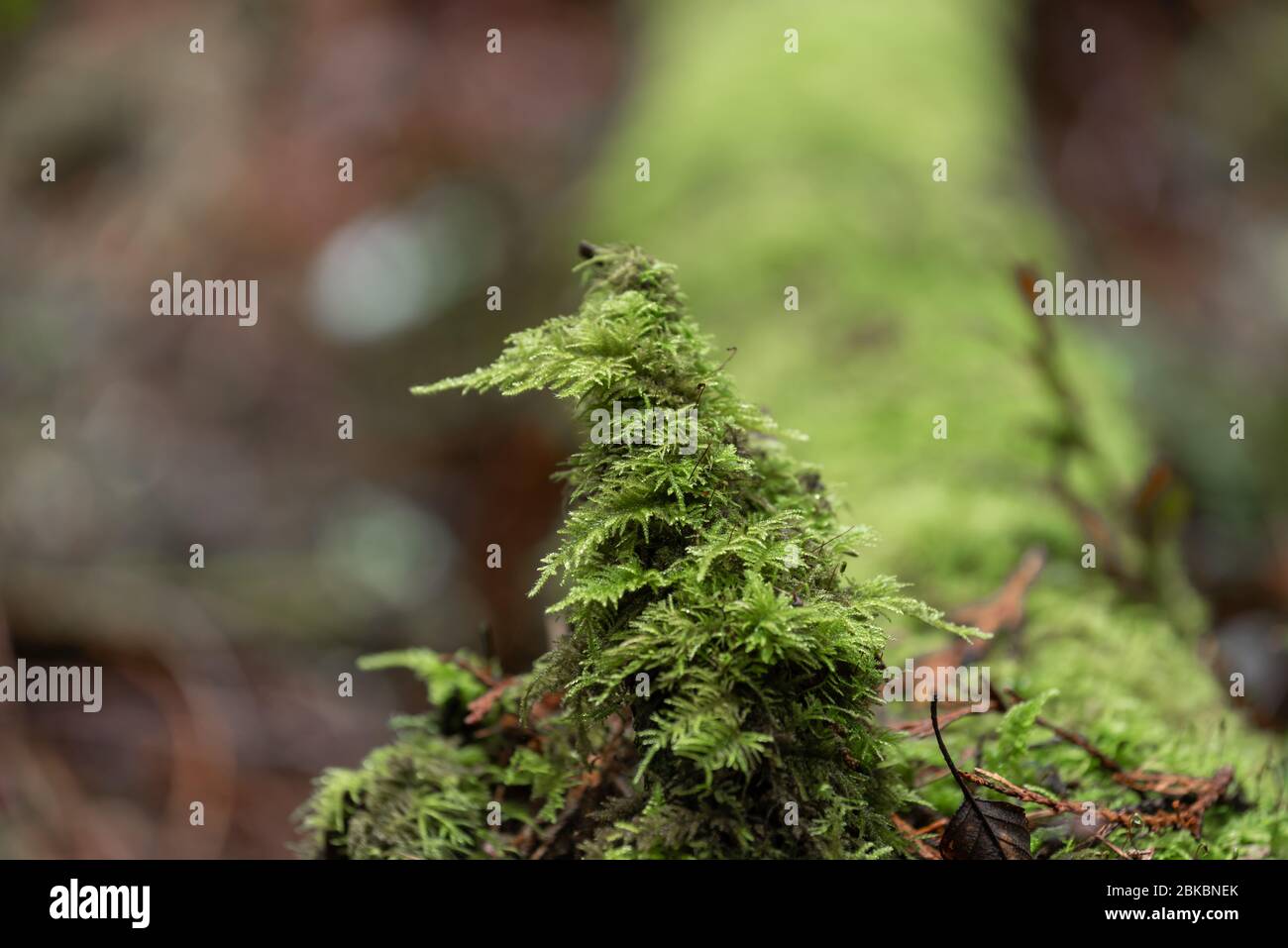 Selektiver Fokus Nahaufnahme von Moos auf einem Log Stockfoto