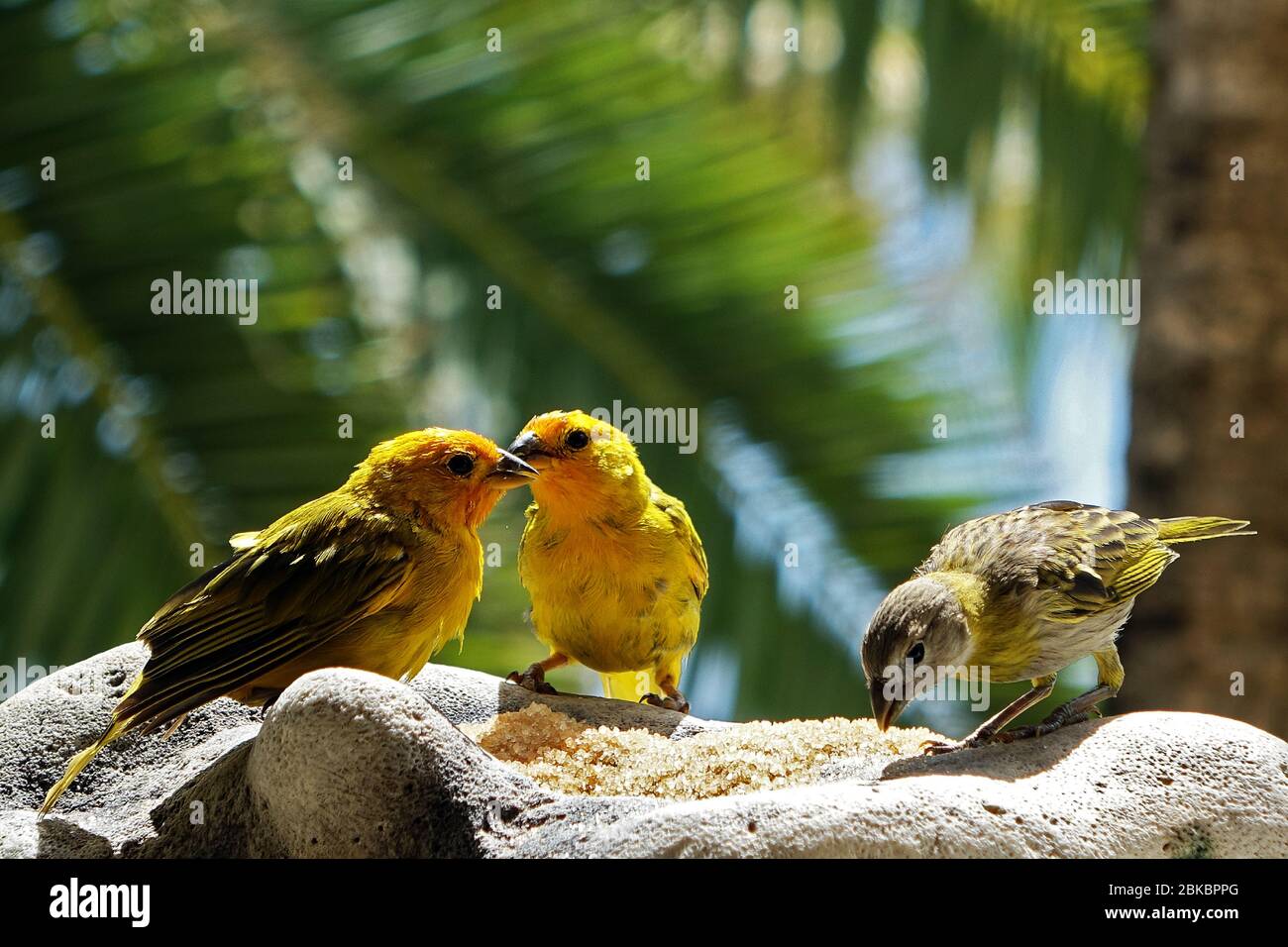 Ein paar Erwachsene safran Finken füttern ihr Baby mit braunem Rohrzucker, Bonaire, Insel, Karibik Stockfoto