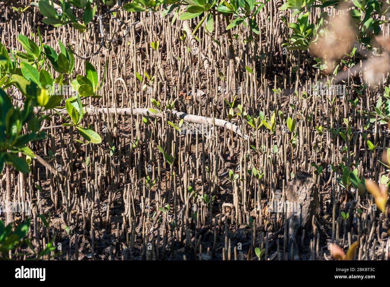 Schwarze Mangrove pneumatophores (Avicennia keimen) - Hollywood, Florida, USA Stockfoto