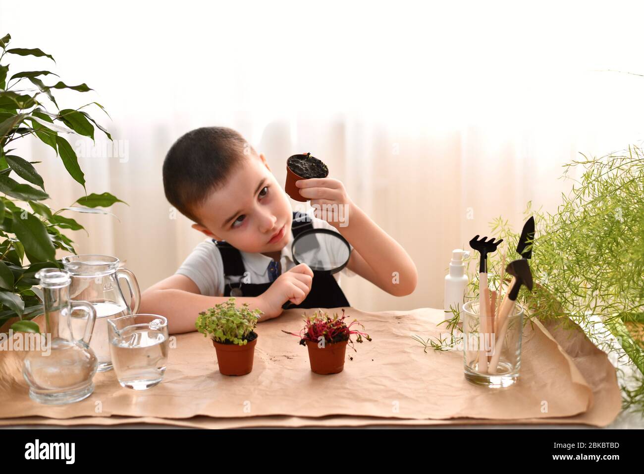 Der Junge mit einer Lupe in der Hand untersucht die Luftlöcher des unteren Topfes mit Sprossen. Stockfoto