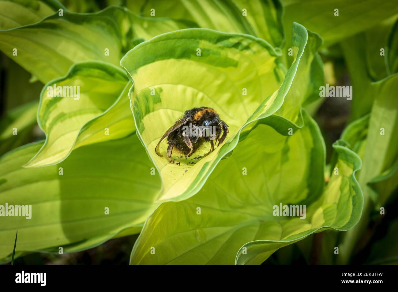 Bumble Bee auf einem Hosta-Blatt. Stockfoto