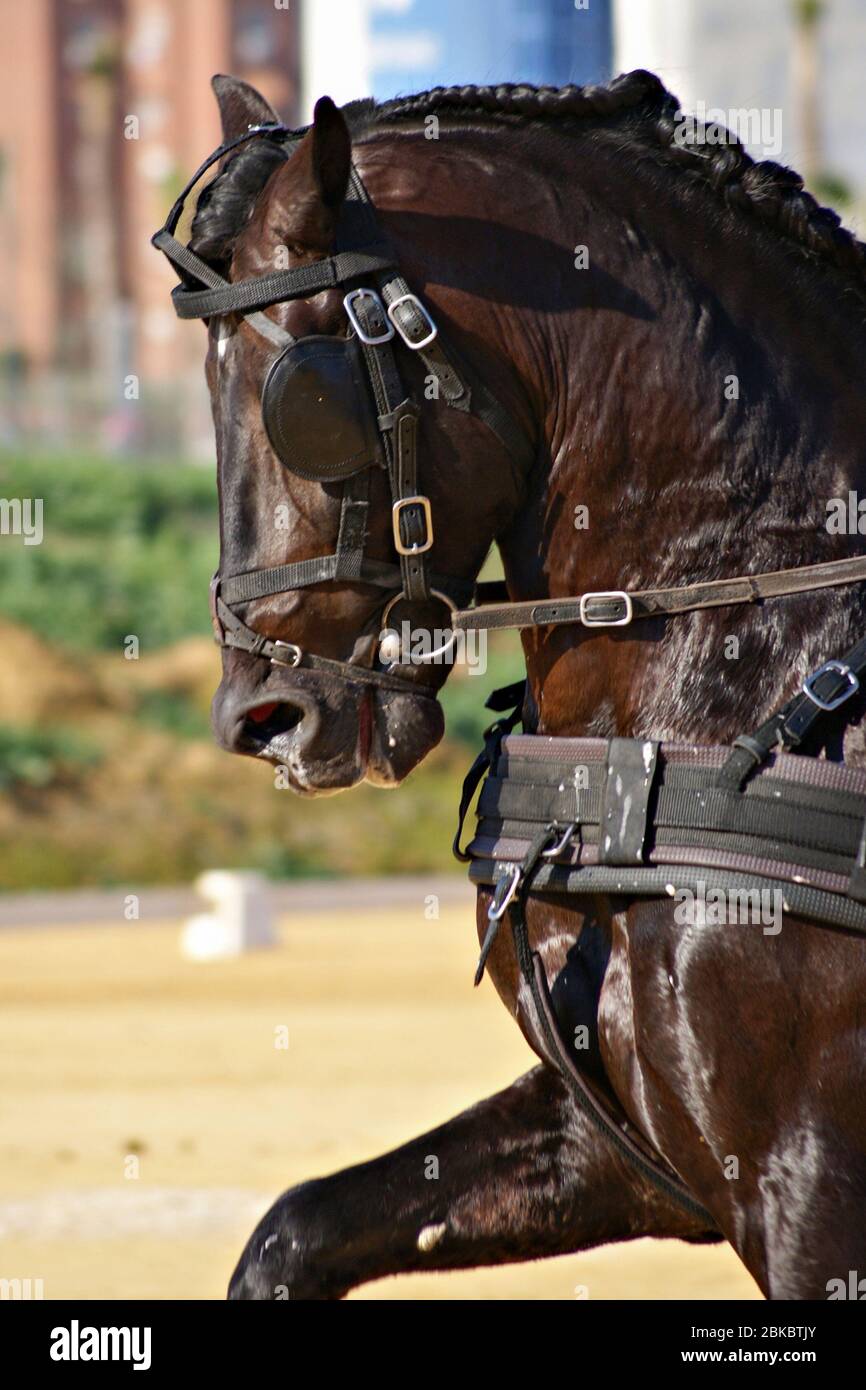 Gesichtsporträt eines spanischen Pferdes in einem Kutschenwettbewerb in Spanien Stockfoto
