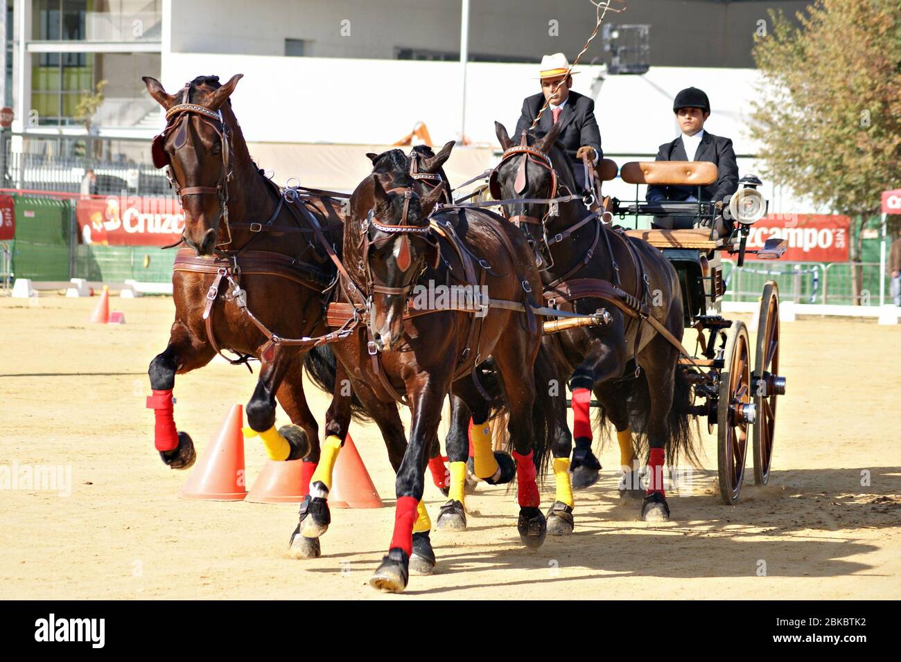Vier in der Hand Pferde Wagen Wettbewerb in SICAB 2011 mit spanischen Pferden Stockfoto