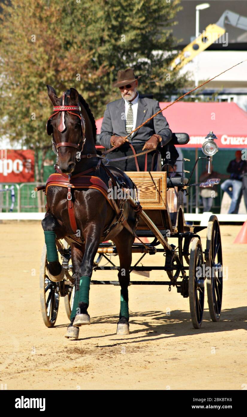 Einzelpferdewagen-Wettbewerb in SICAB 2011 mit einem spanischen Pferd Stockfoto