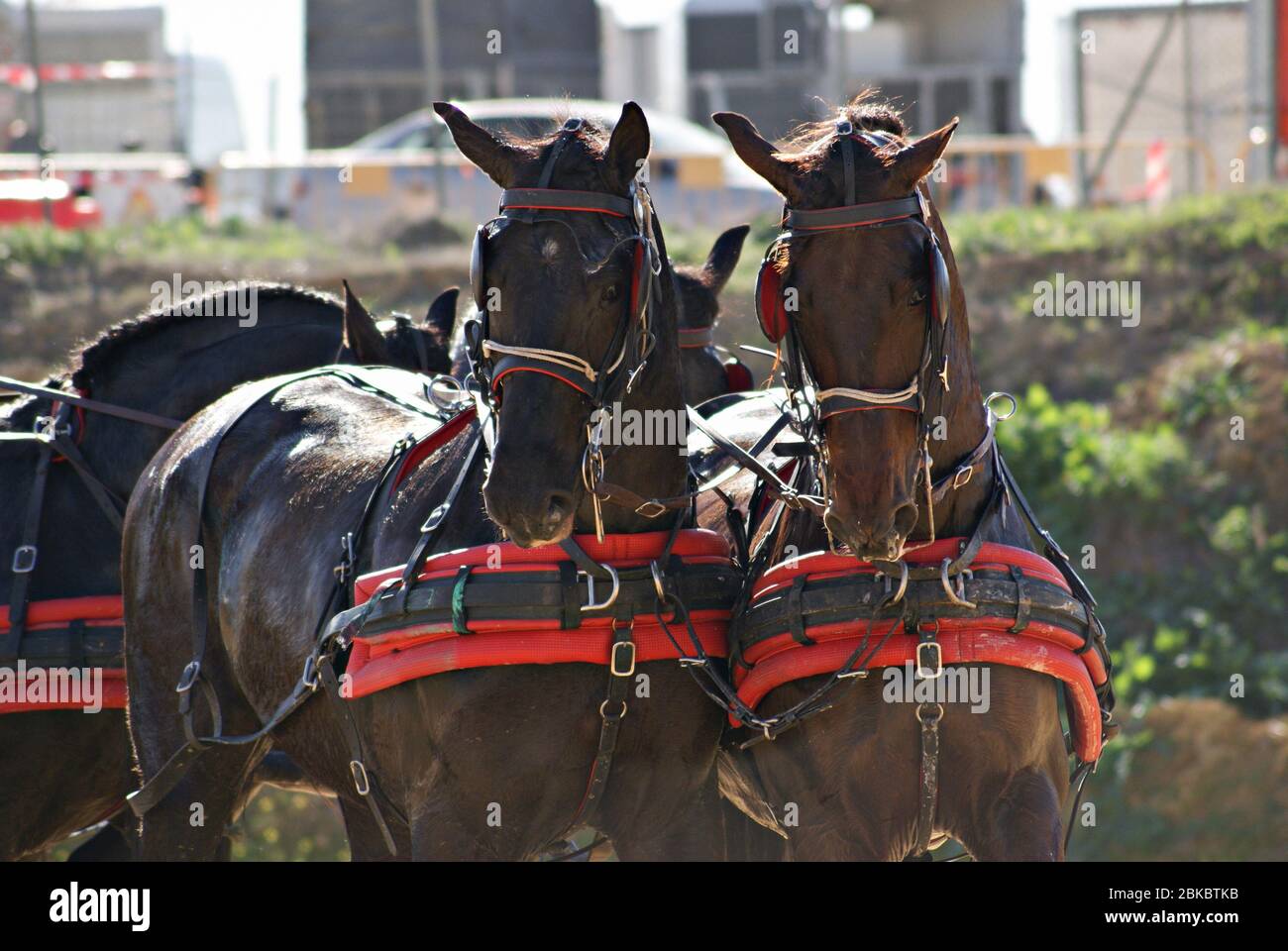 Zwei braune spanische Pferde ziehen einen Wagen in einem Marathonwettbewerb Stockfoto