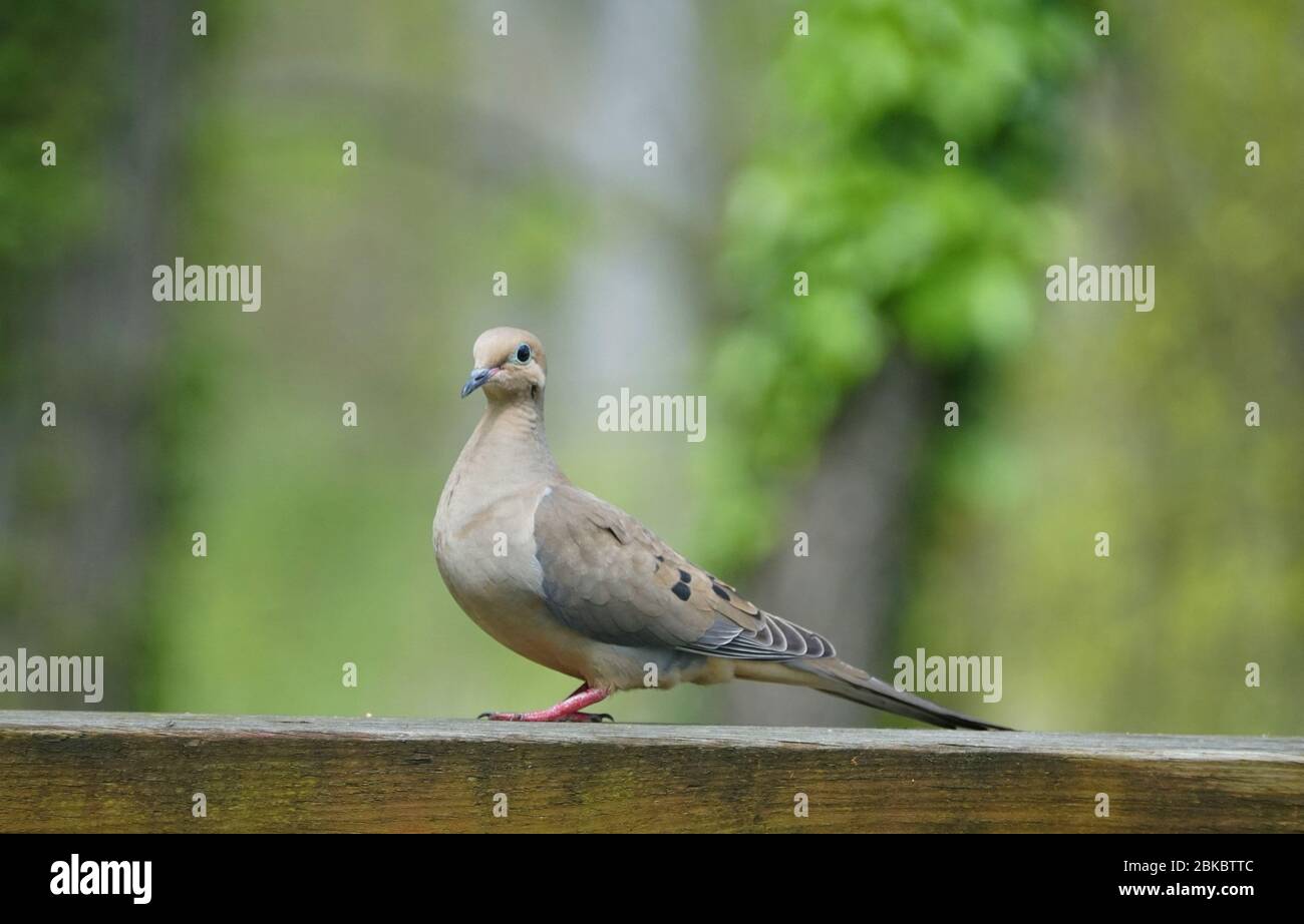 Amerikanische Trauertaube auf dem Holzdeck Stockfoto