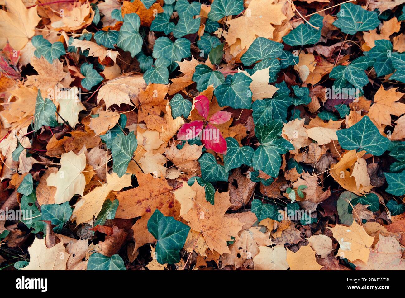 Herbstsaison Blätter, orange und gelbe Farbe. Abstrakter Hintergrund. Stockfoto