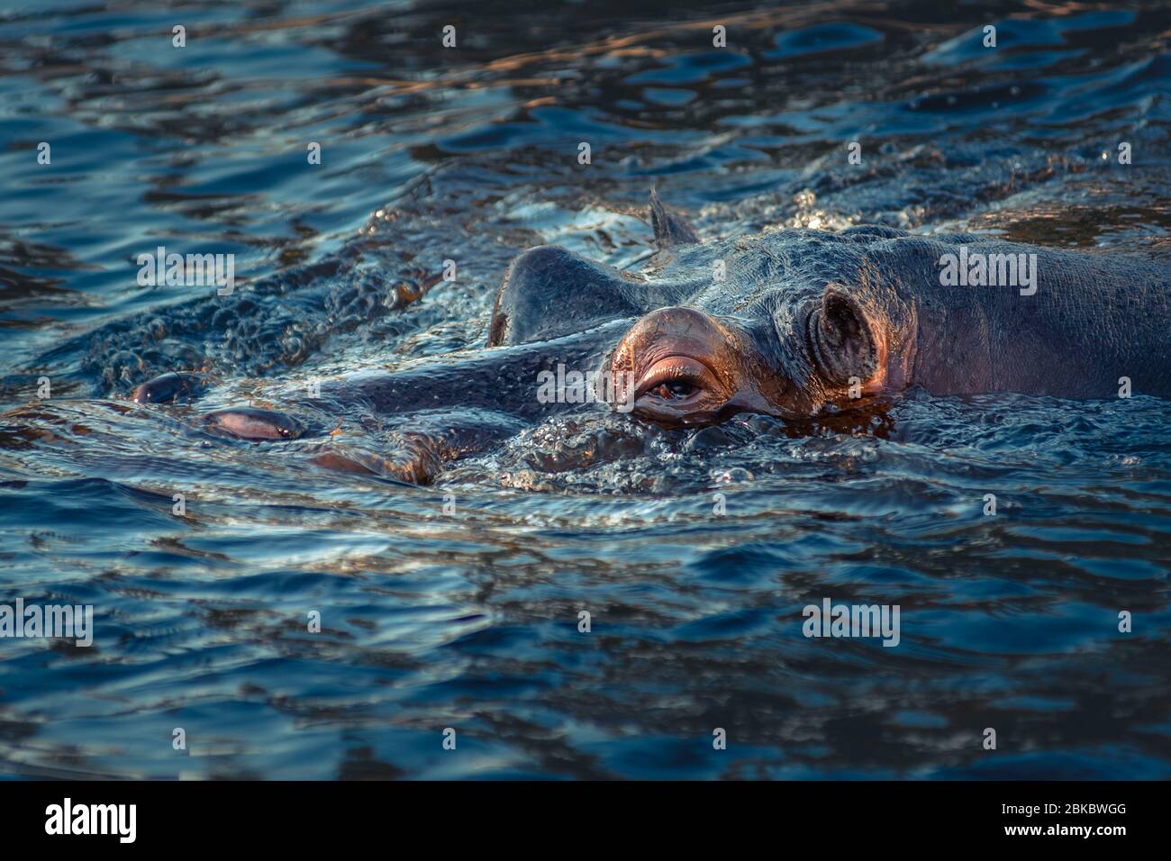 Porträt des im Wasser untergetauchten Nilpferdtieres. Stockfoto