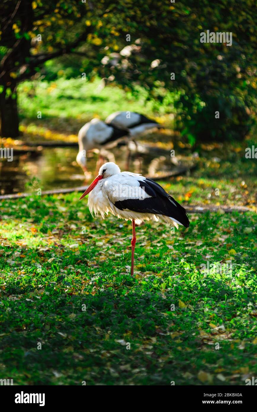 Storchvogel, der während der Frühjahrssaison auf einem Bein in freier Wildbahn steht. Stockfoto