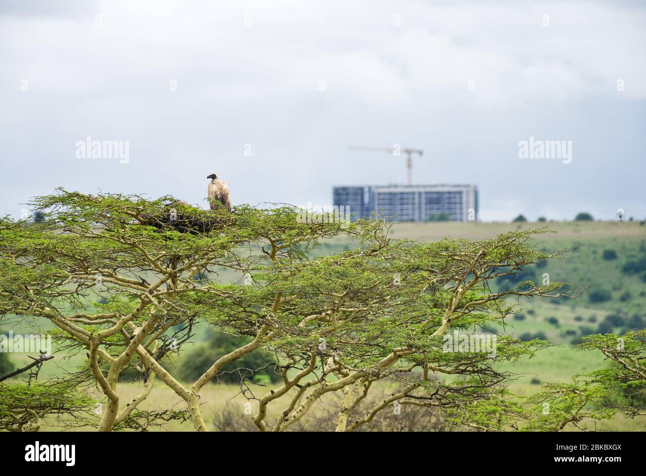 Weißrückengeier (Gyps africanus) durch Nest in Akazienbaum mit Baukonstruktion im Hintergrund, Nairobi Nationalpark, Kenia Stockfoto