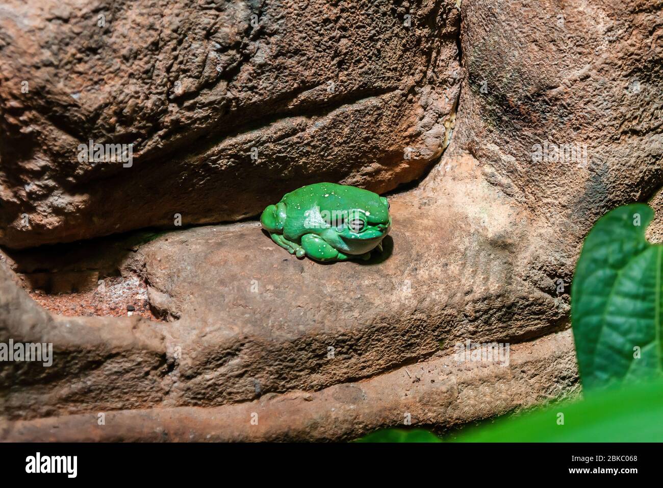 Australischer Grünbaumbrosch (Ranoidea caerulea) auf einem Felsen sitzend Stockfoto