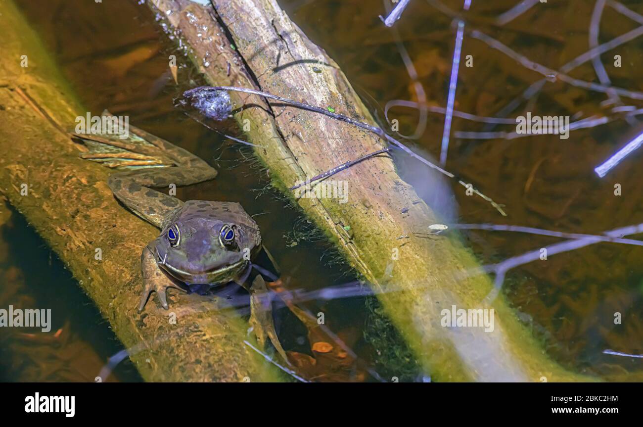 webfoot Stierfrosch im Wasser hängt an einem kleinen Baumstamm. Stockfoto