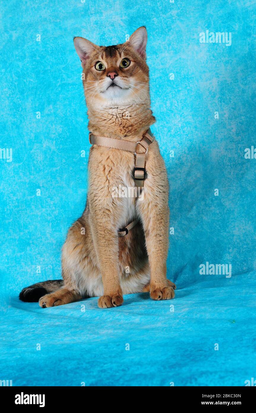 Seltene Chausie Katze auf Hintergrund in einer schönen Katzenschau Stockfoto