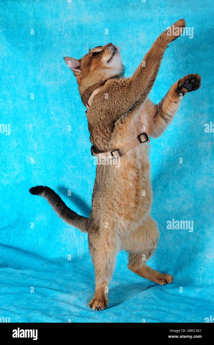 Pure Rasse Chausie Katze auf Hintergrund in einer Katzenausstellung in malta Stockfoto