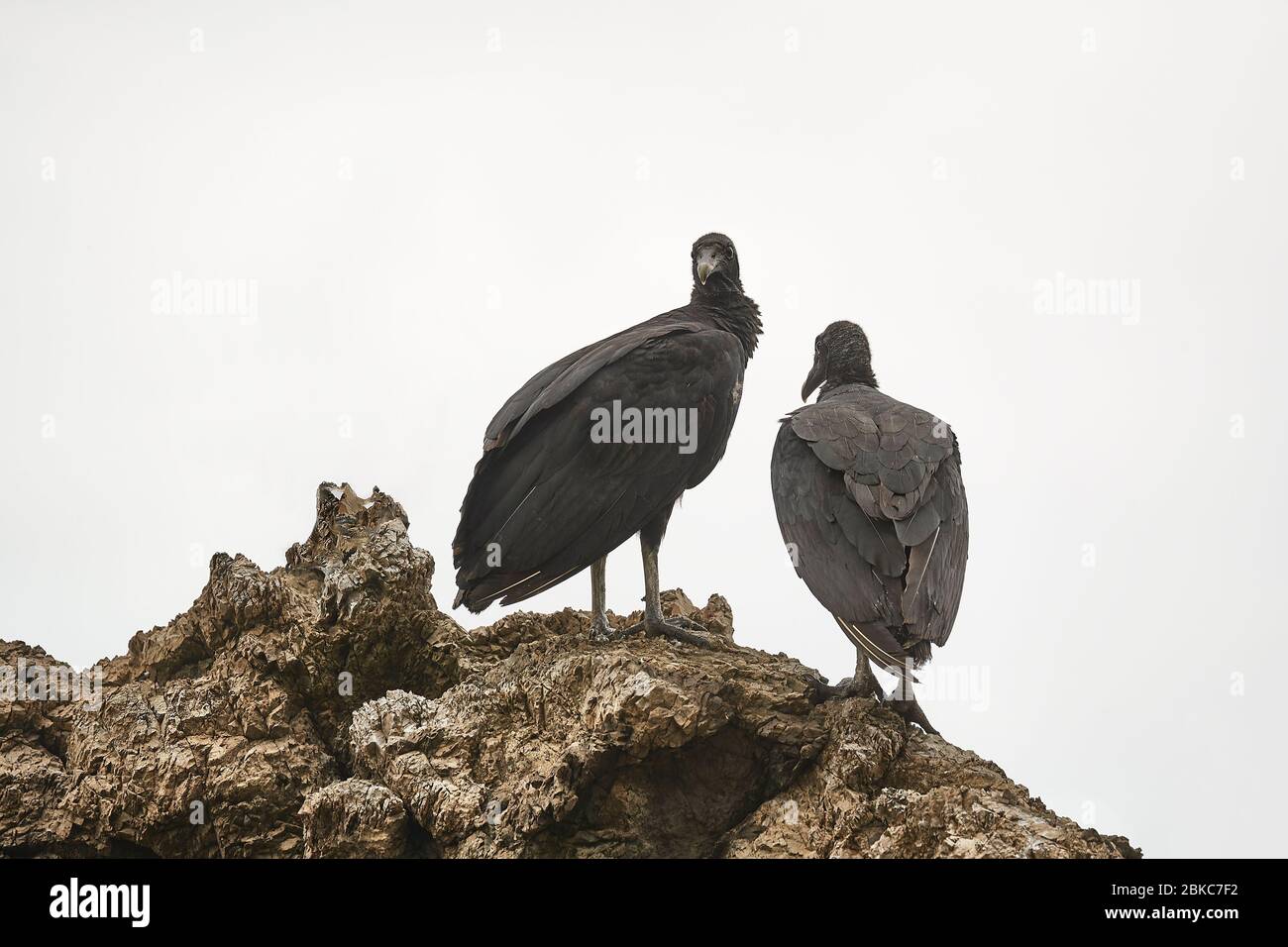 Schwarze Geier auf einer Klippe Stockfoto