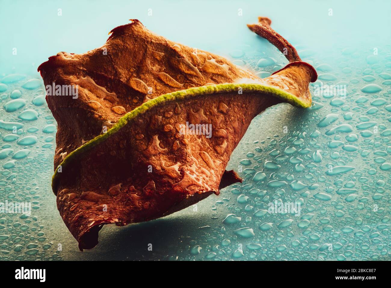 Wassertropfen auf braun getrockneten Blatt Stockfoto