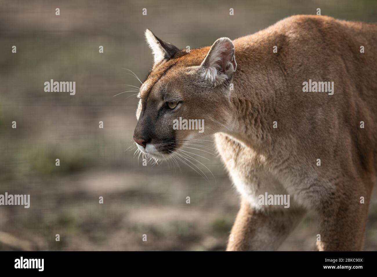 Porträt eines Puma im Wald Stockfoto