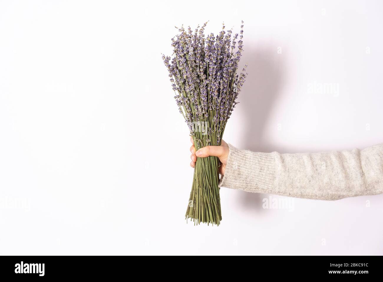 Frau mit einem Strauß Lavendel auf weißem Hintergrund. Frisch geerntet und schön duftende Pflanze. Stockfoto