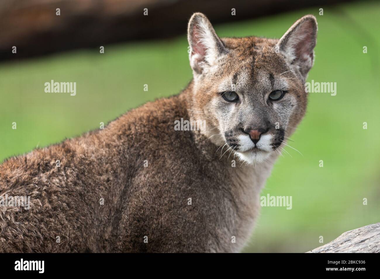 Porträt eines Puma im Wald Stockfoto