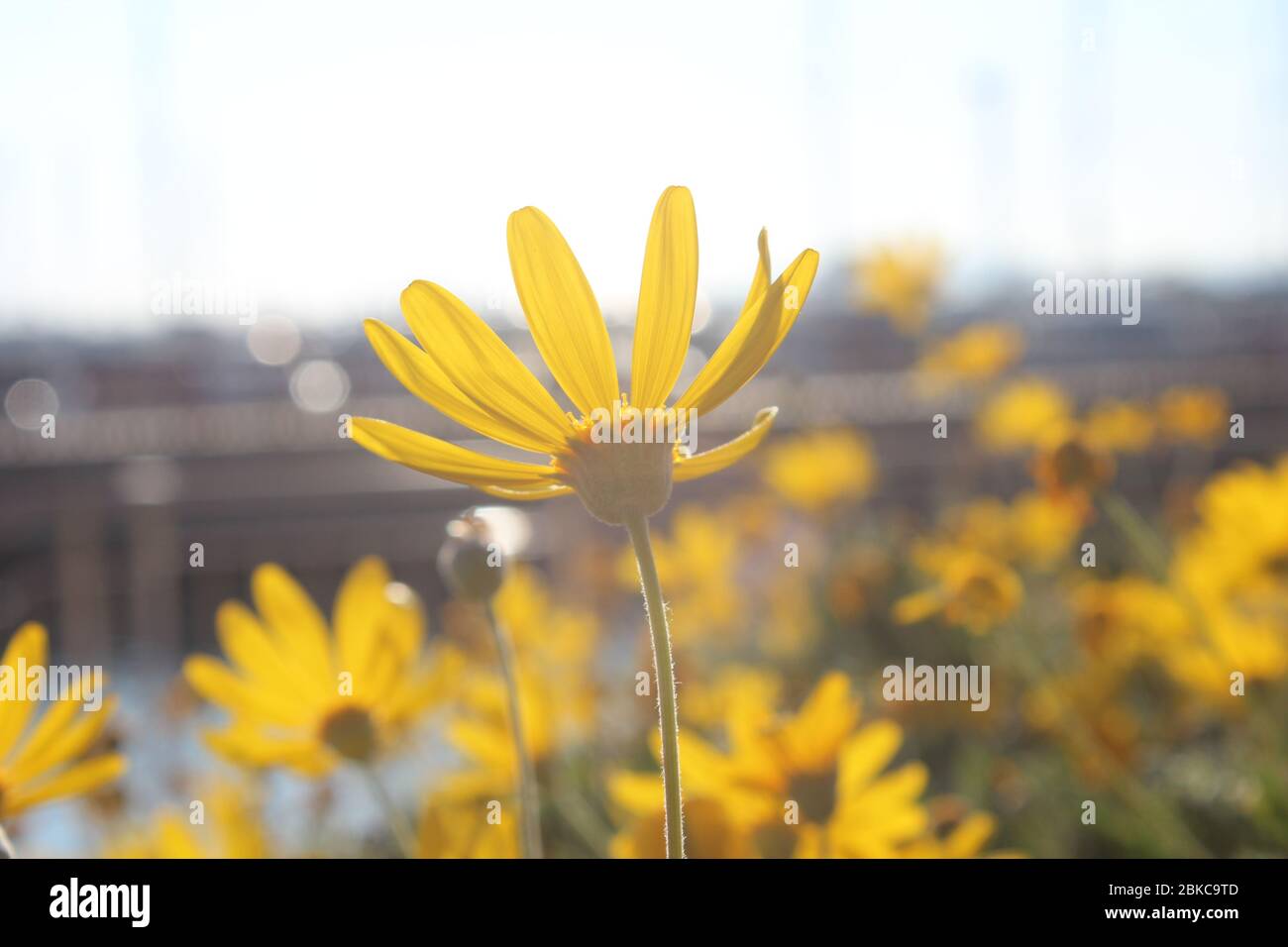 Nahaufnahme einer gelben Gänseblümchen, die der Sonne zugewandt ist, mit anderen im Hintergrund. Stockfoto