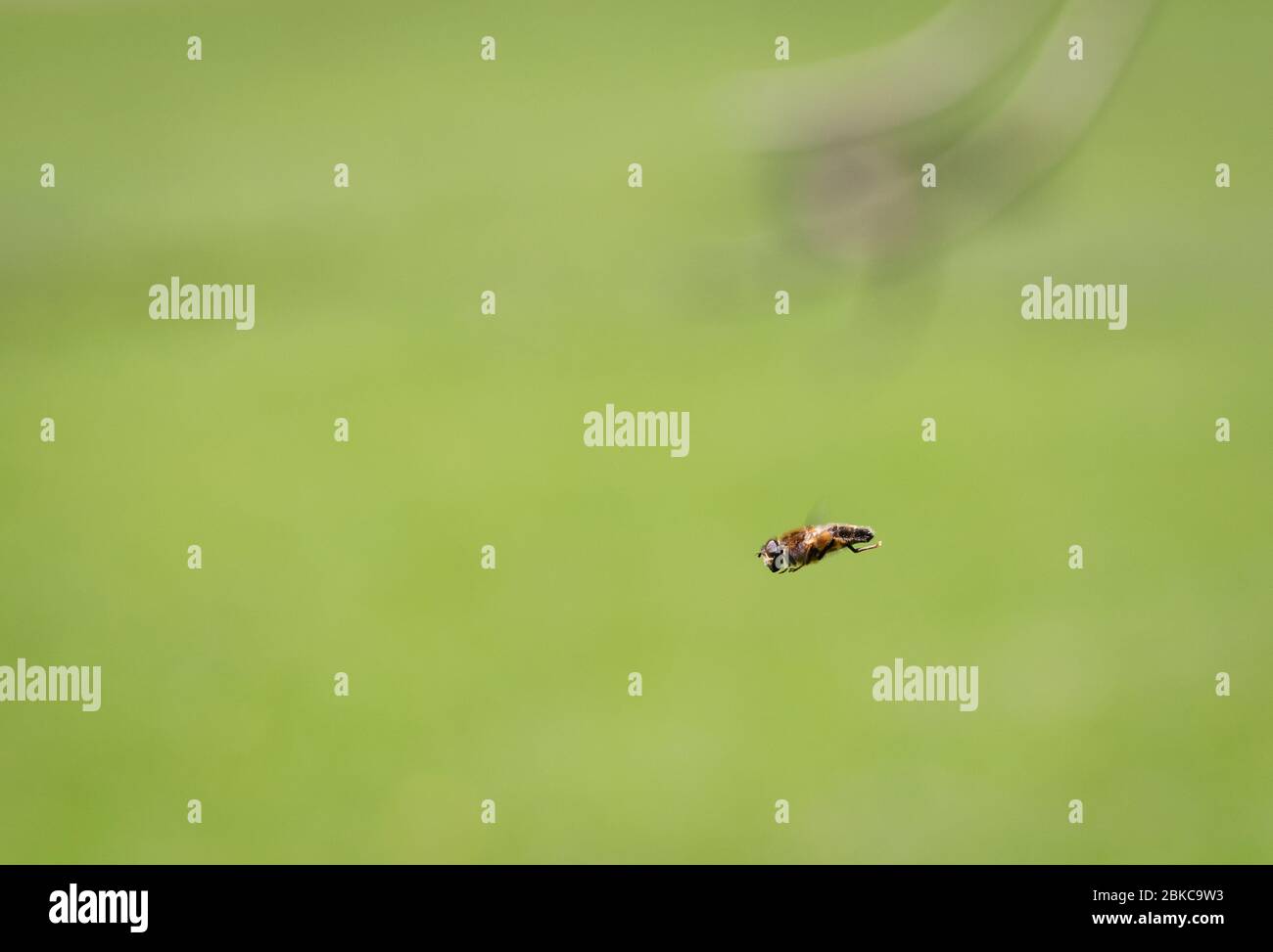 Biene auf Flug auf grünem verschwommenem Hintergrund Stockfoto