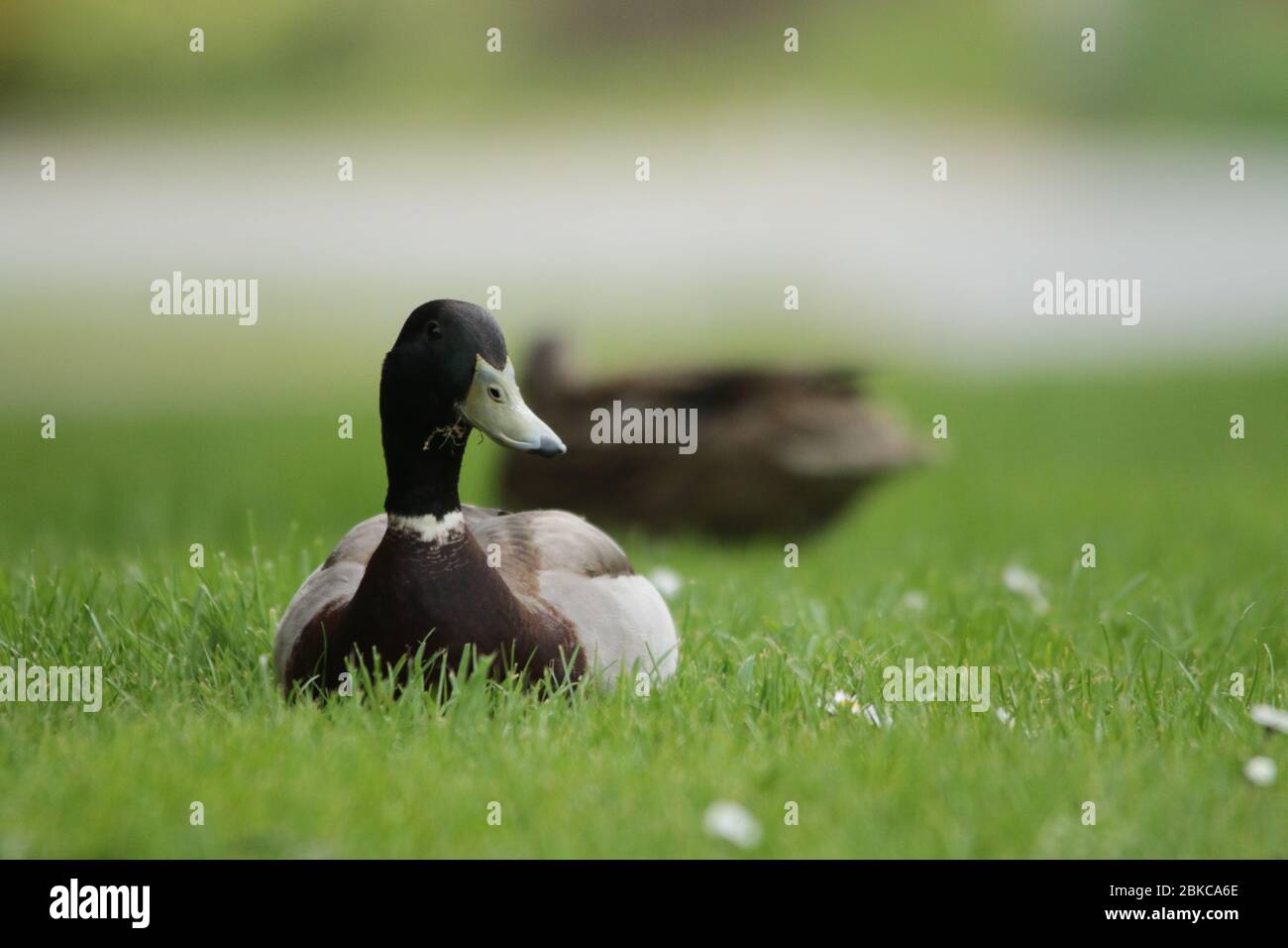 Paar männliche und weibliche Mallard Enten Stockfoto