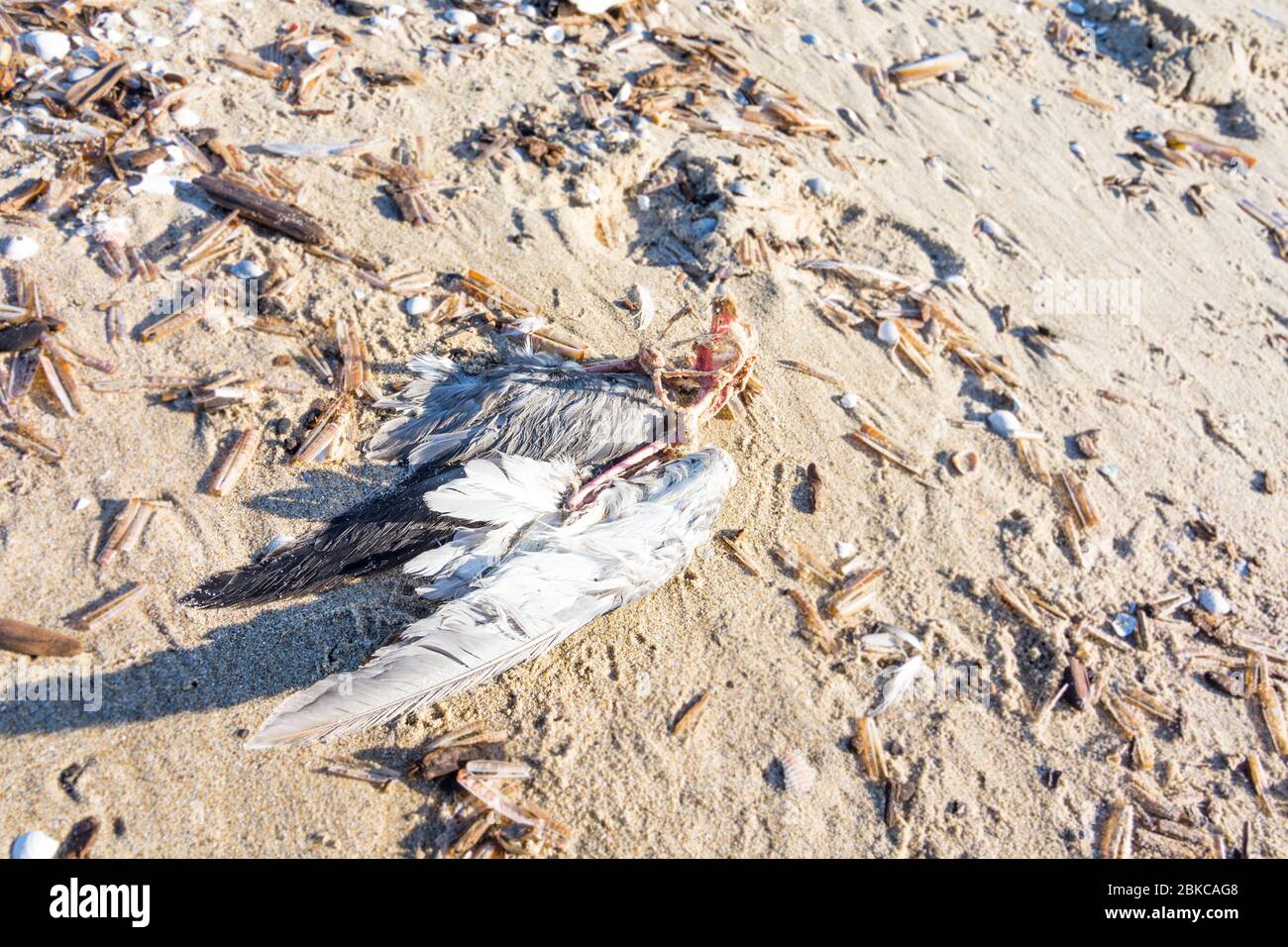 Der Leichnam einer toten Möwe am Strand in den Niederlanden. Nur Teile des Körpers sind noch erhalten. Der Kopf fehlt. Stockfoto