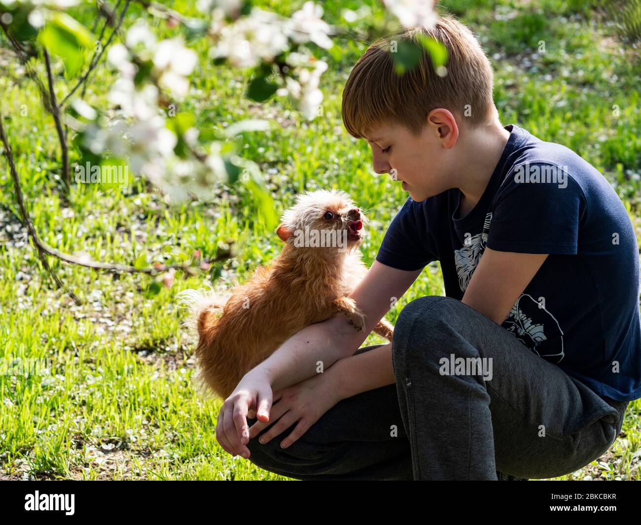 Kaukasischer hellhaariger Junge spielt mit einem Hund im Garten während der COVID-19 Coronavirus-Pandemie Stockfoto