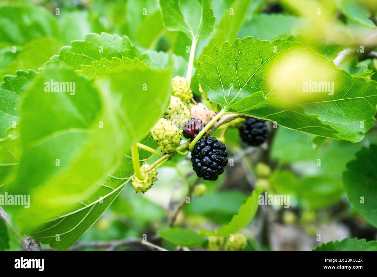 Schwarzer Maulbeerbaum Stockfotos und bilder Kaufen Alamy