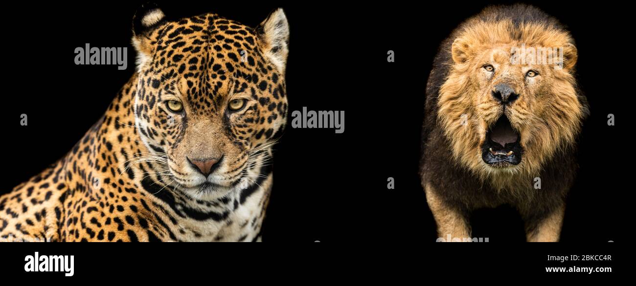 Vorlage von Lion und jaguar mit schwarzem Hintergrund Stockfoto