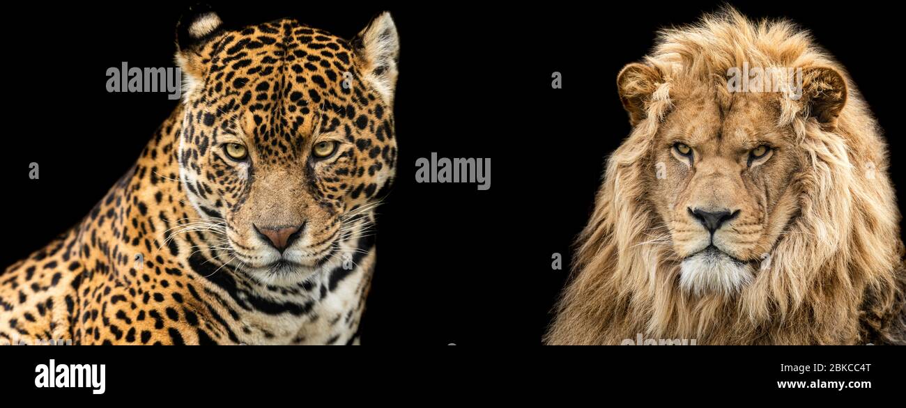 Vorlage von Lion und jaguar mit schwarzem Hintergrund Stockfoto