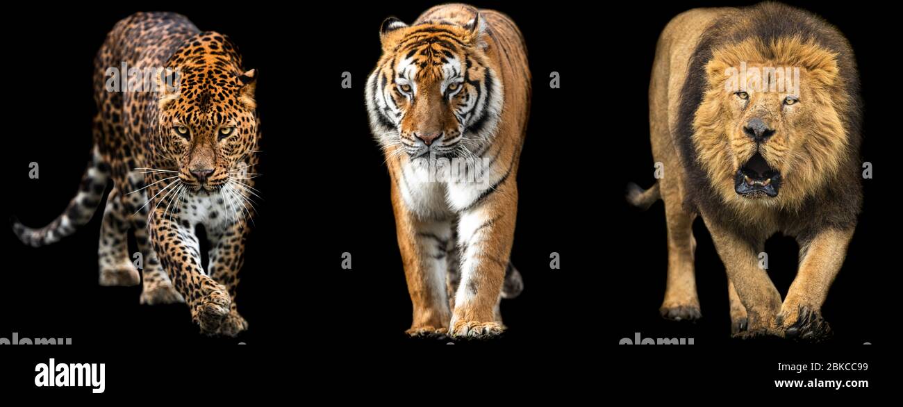 Vorlage von Löwe, Tiger und Panther mit schwarzem Hintergrund Stockfoto