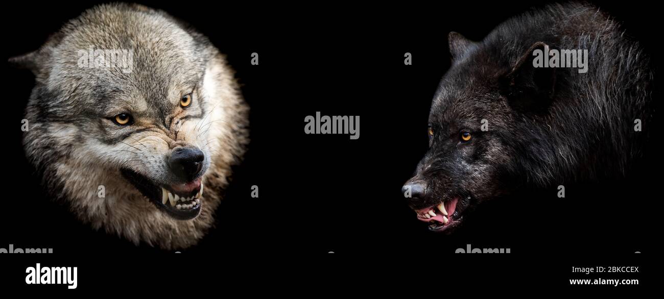 Vorlage von Wölfen mit schwarzem Hintergrund Stockfoto