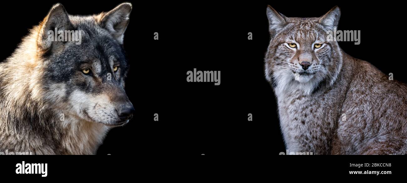 Vorlage von Lynx und Wolf mit schwarzem Hintergrund Stockfoto